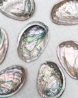 Abalone Shell — Mini