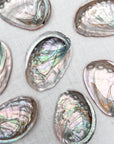 Abalone Shell